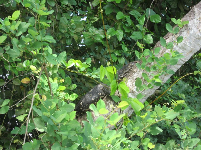 A lizard hanging out in the tree