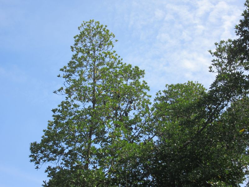 Fruit bats high up in the trees