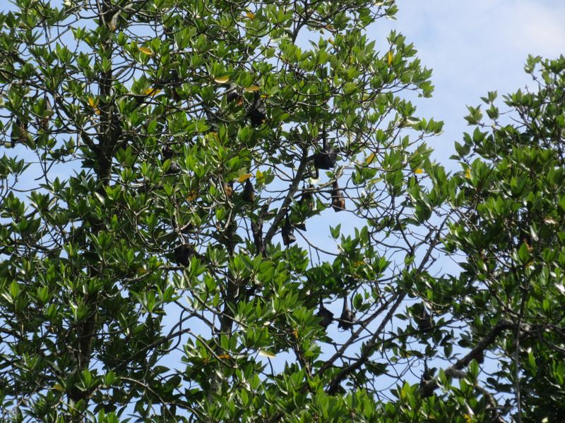 Fruit bats