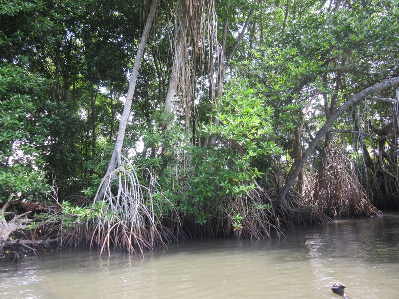 In the mangroves