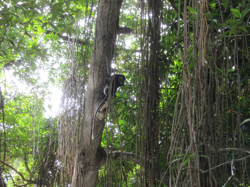 Black langur