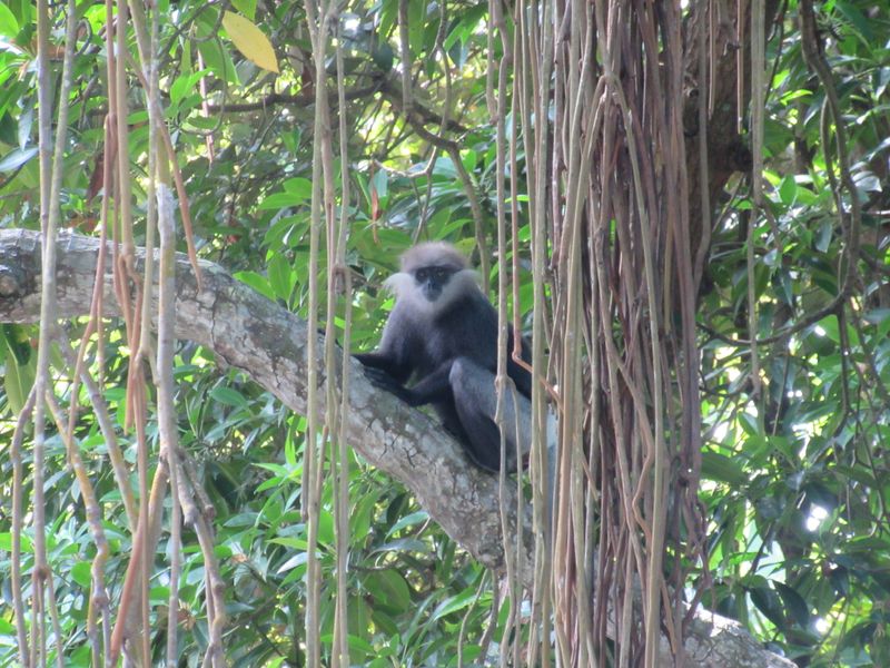 Black langur