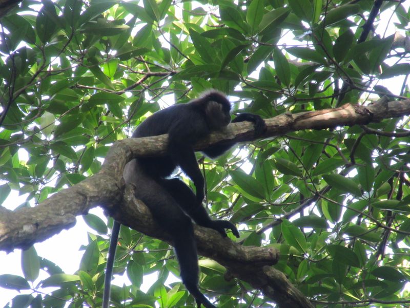 Black langur