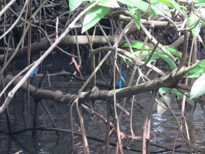 Kingfishers