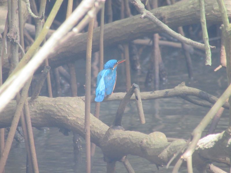 Kingfisher