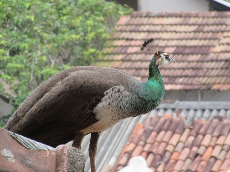 Peacocks everywhere
