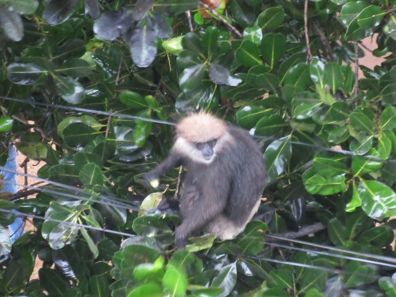 The monkeys come to visit every night