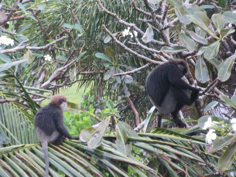 Black langurs