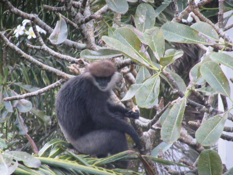 Black langurs