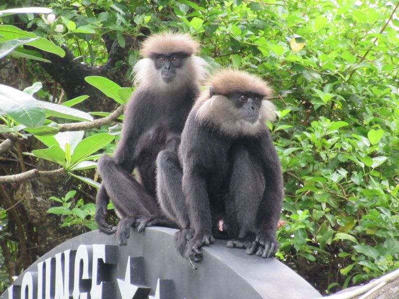 Black langurs