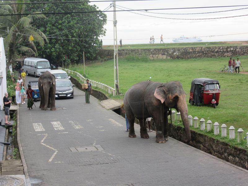 Sitting on our balcony and a couple of elephants come along