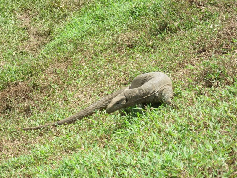 Monitor lizard on the ramparts