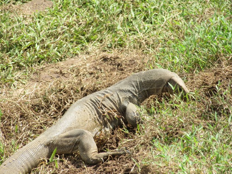 Monitor lizard digging for insects