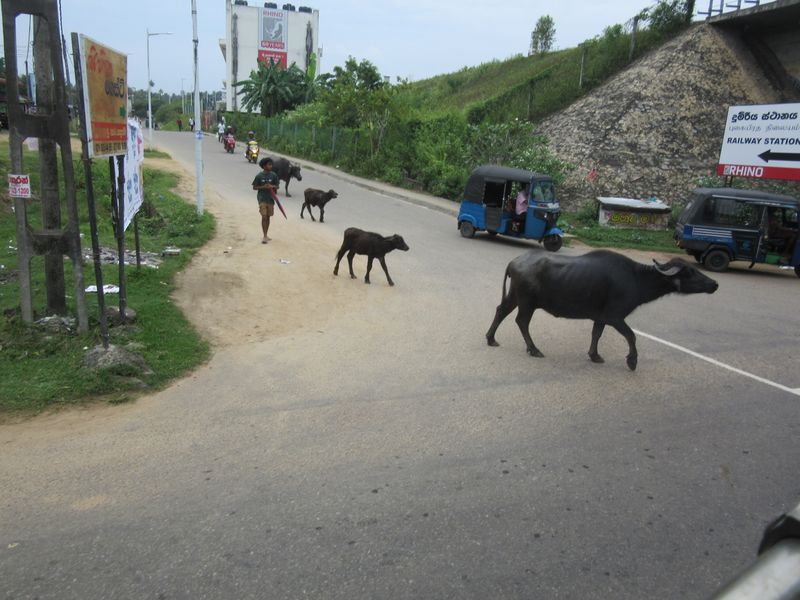 At Beliatta we meet some water buffalo