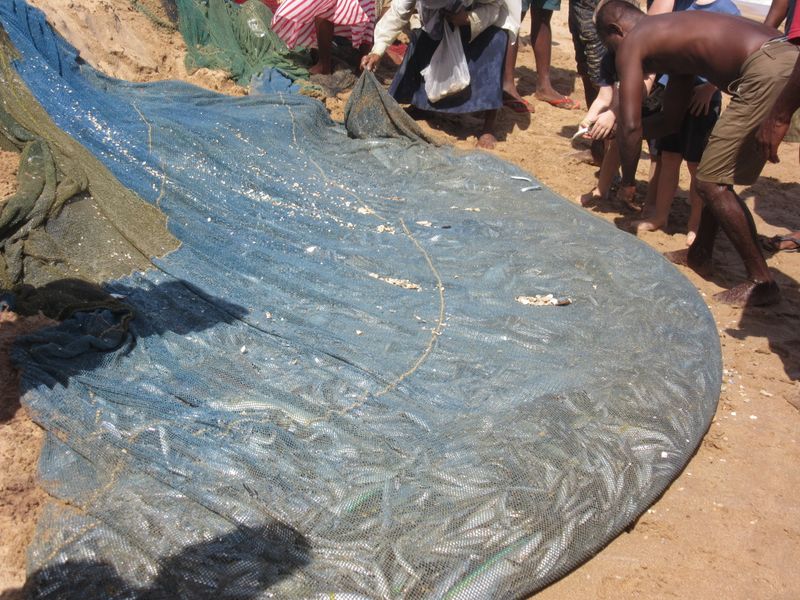 Many varieties of fish