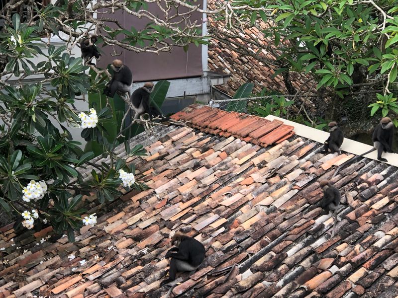 Black langurs