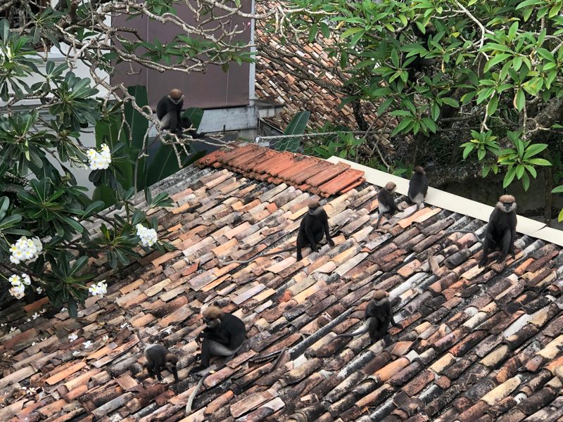 Black langurs