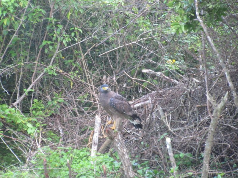 Crested Serpent Eagle
