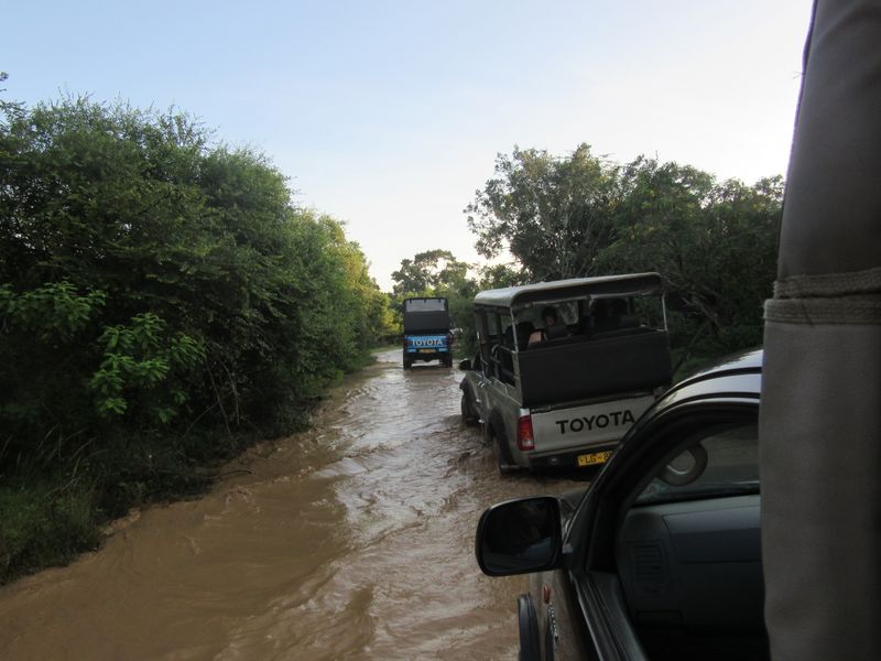 Jeeps heading into the park