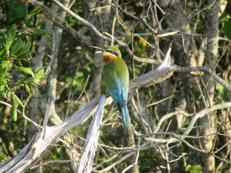 Blue-tailed bee-eater