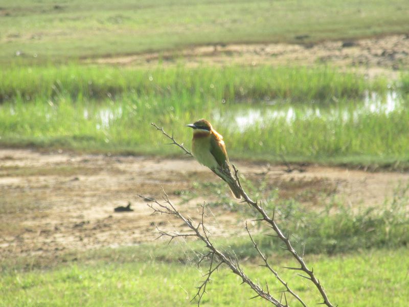 Green bee-eater
