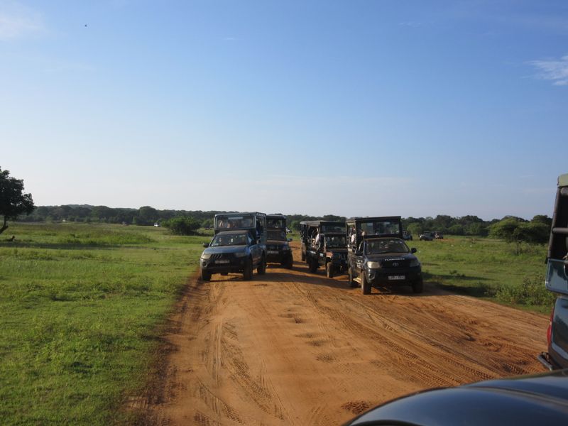 Lots of jeeps, radioing for leopard or elephant sightings