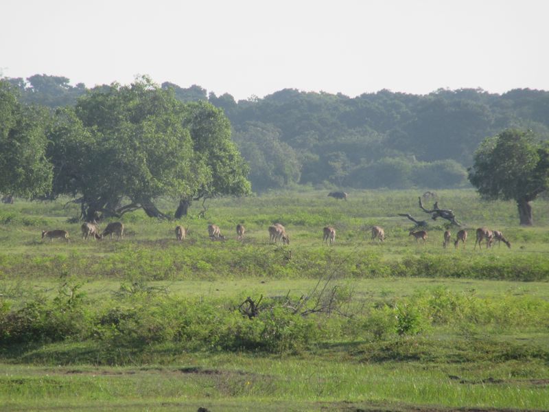 Spotted deer