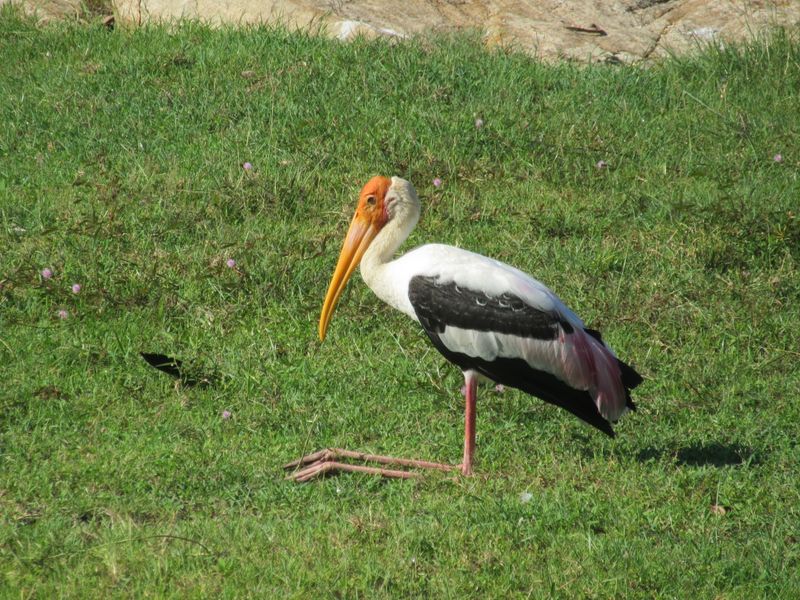 Painted heron (?)