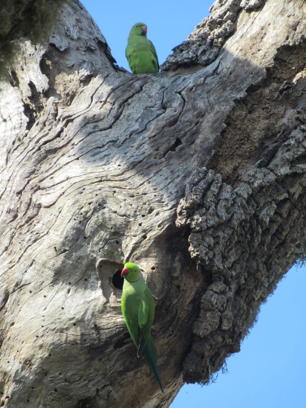 Parakeets