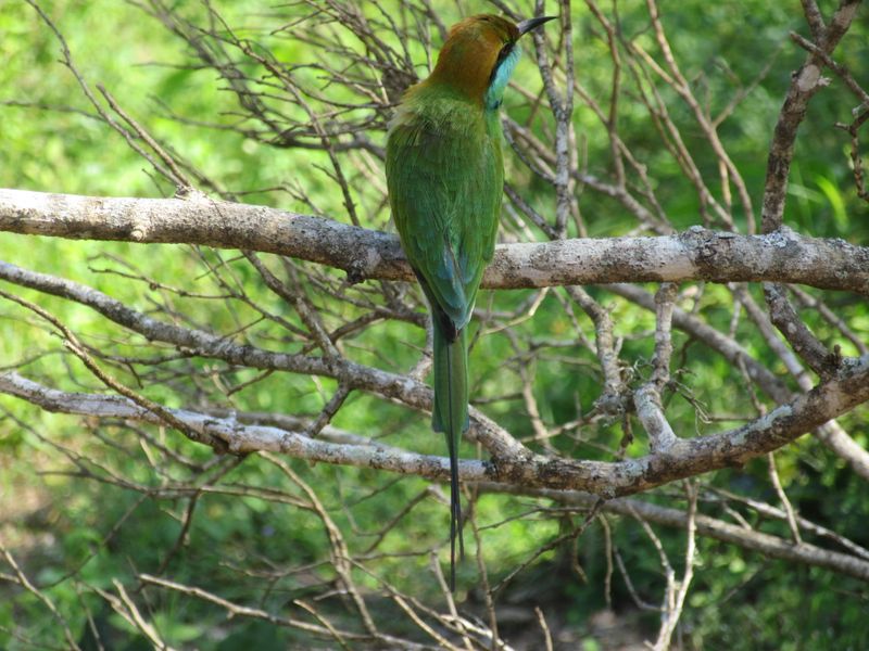 Green bee-eater