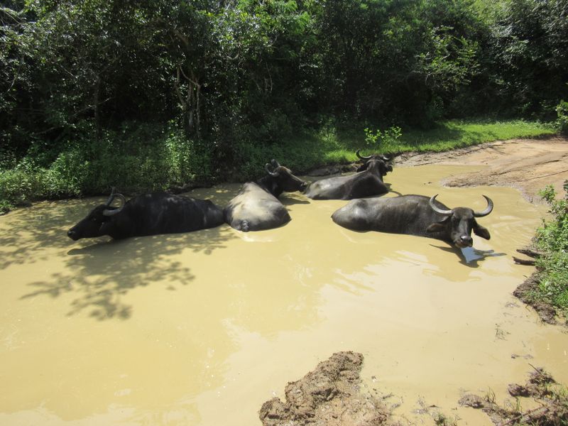 Water buffalo