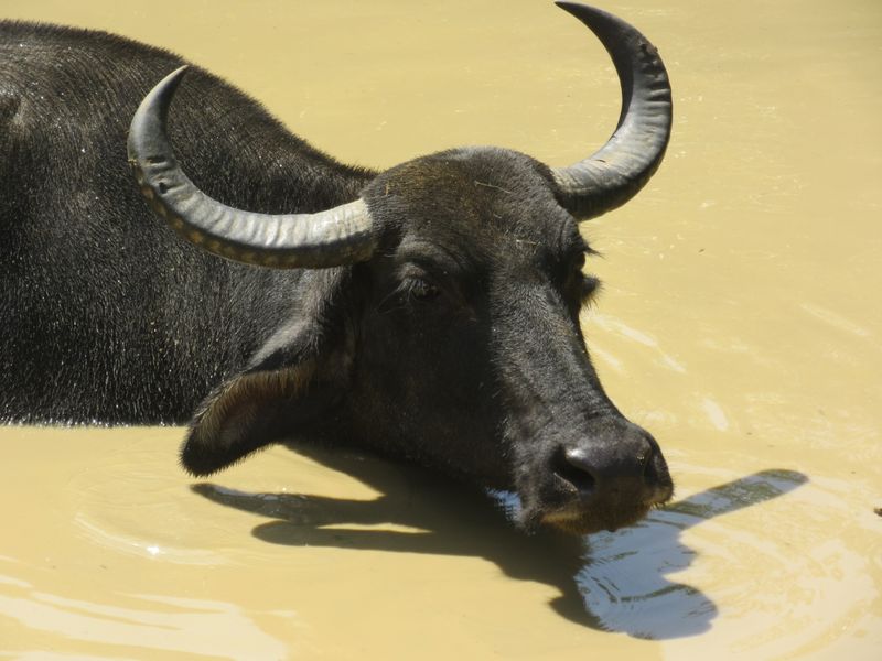 Water buffalo