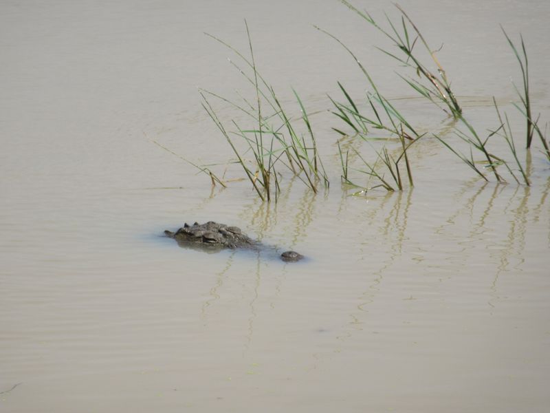 Crocodile