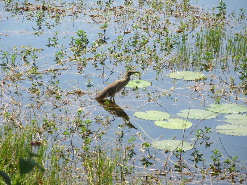 Heron