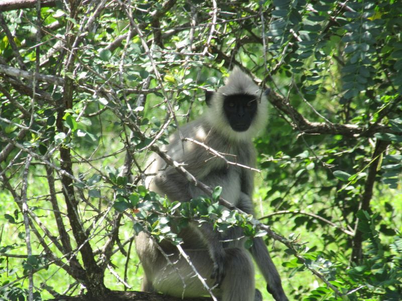 Grey langur