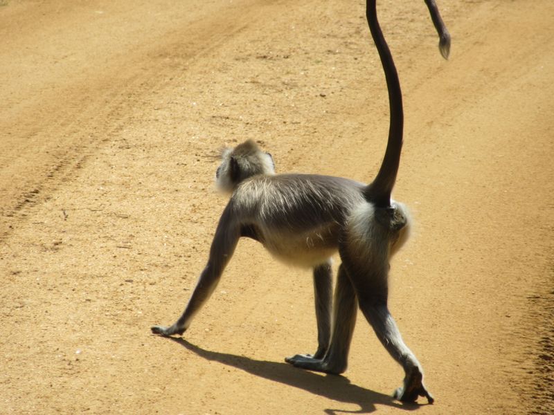 Grey langur