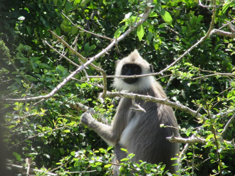 Grey langur