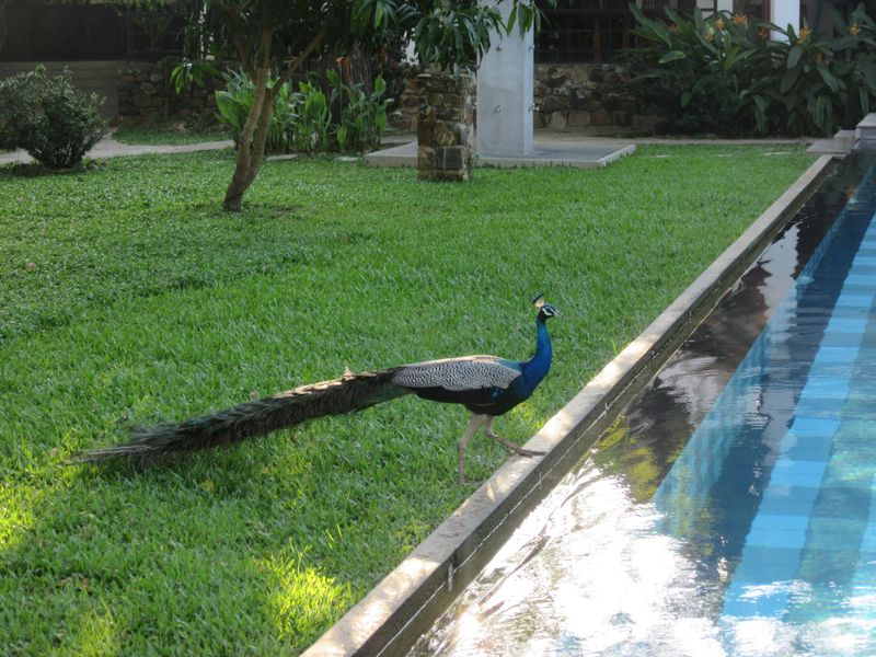 Peacocks everywhere