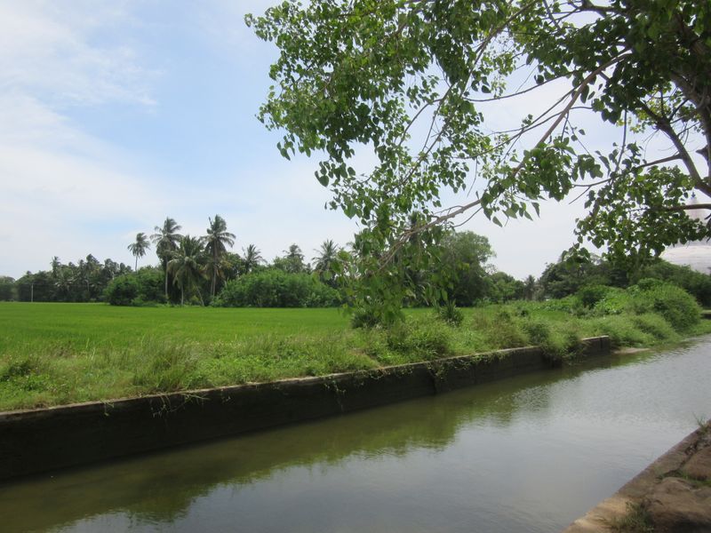 Canals by the rice paddies