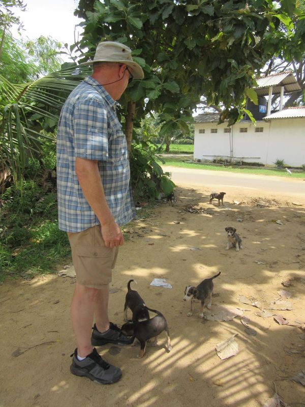 Wee litter of puppies came out from under the tree, to say hello