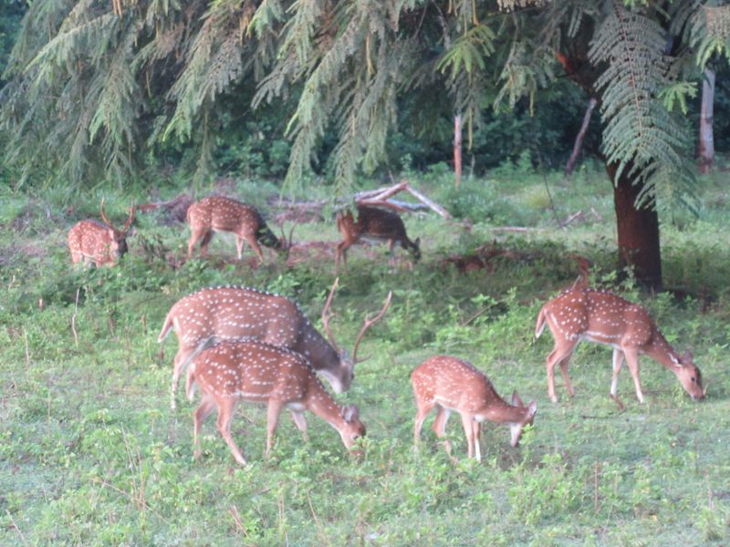Yala Block 5 - fewer jeeps - Spotted deer