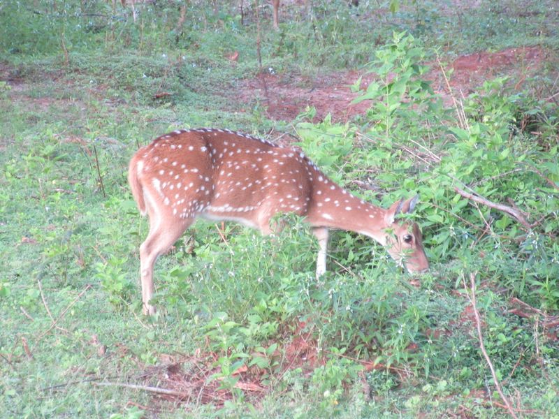Spotted deer