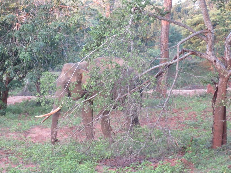 Elephant