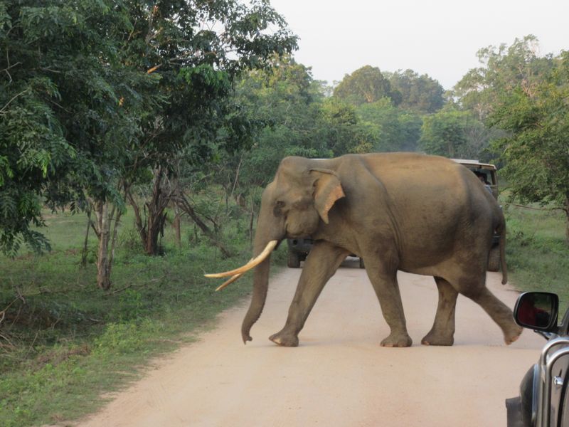 Big tusks