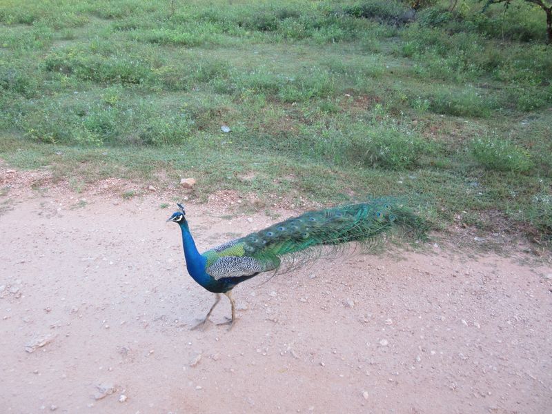 Lots of peacocks