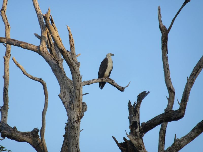 Sea eagle