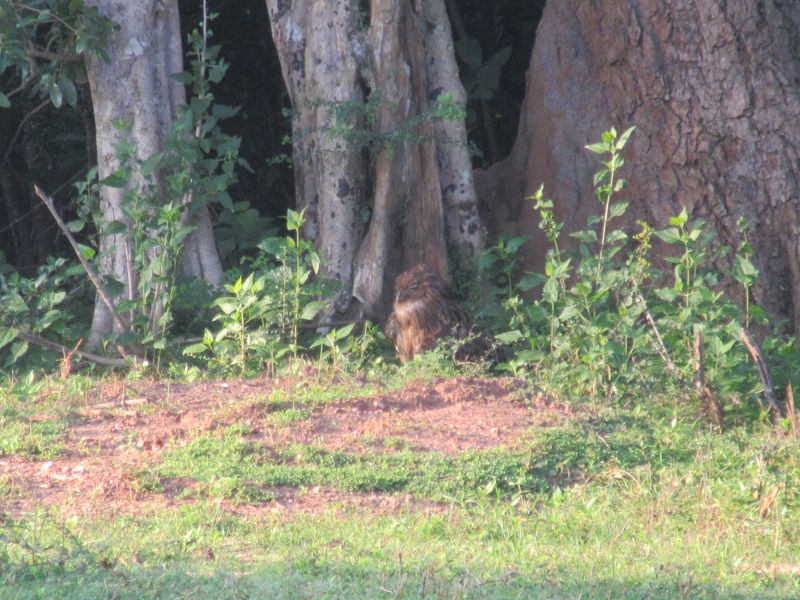 Brown Fish Owl