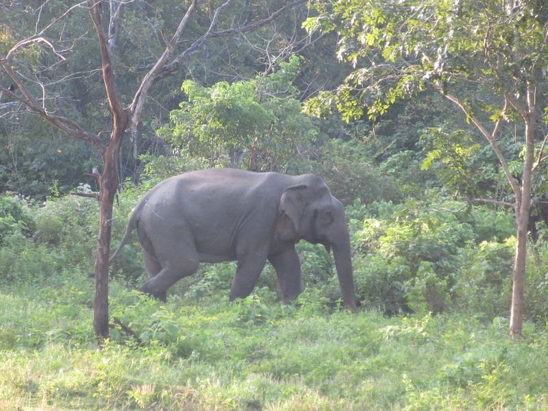 Another elephant