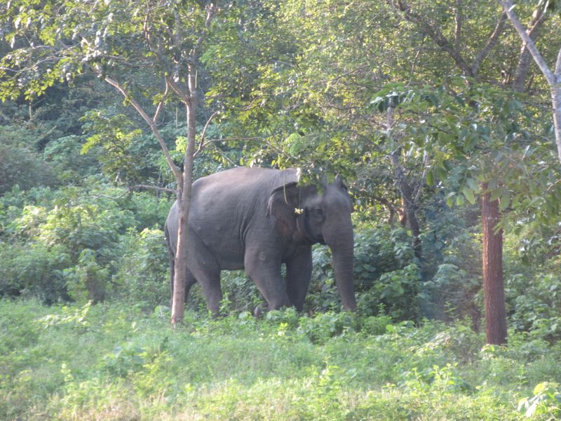 Elephant