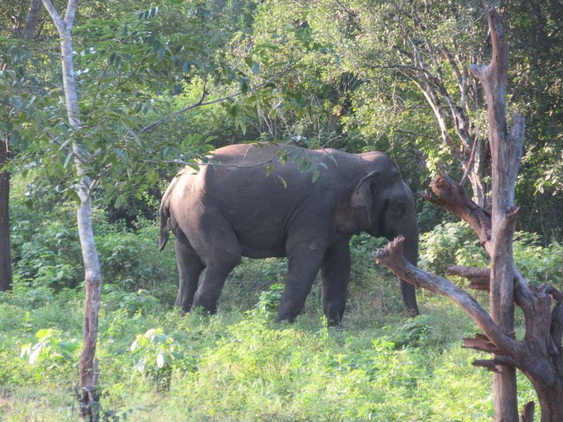 Elephant